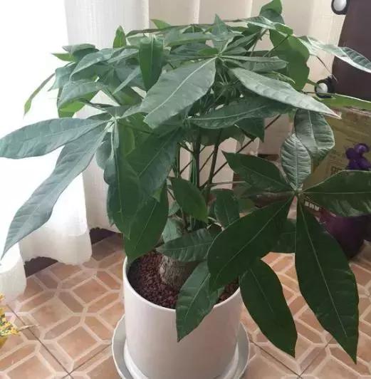 发财树水浇多了有点烂根怎么办呀,发财树水浇多了死了怎么救活