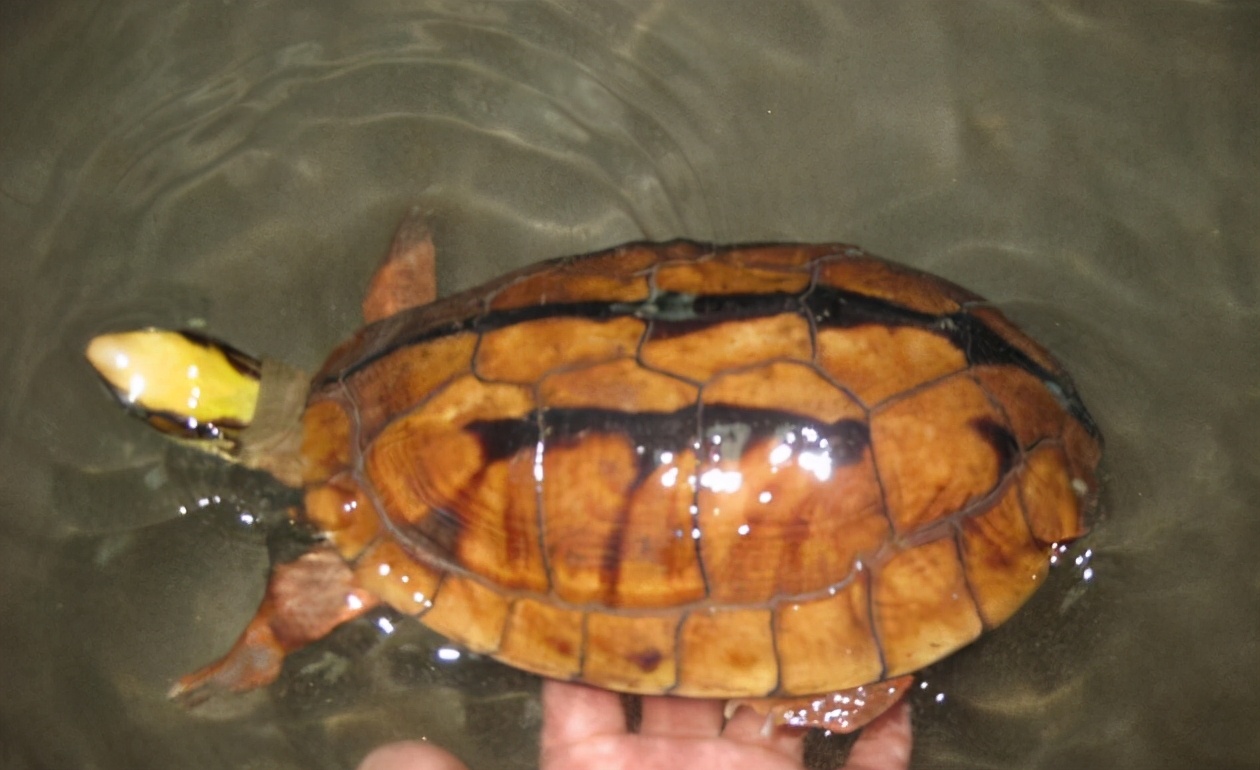 各种龟类图片大全大图,龟类展示会