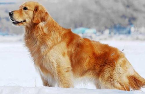 买个纯种母狗划算还是纯种公狗好,细犬幼犬公狗怎么挑