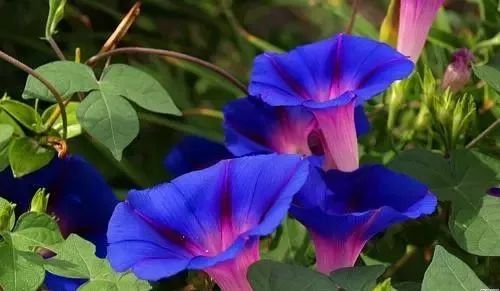 矮牵牛适合什么温度播种,矮牵牛适合在什么季节播种