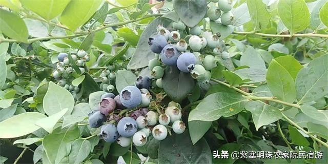 重庆半边桥度假村,璧山半边桥度假村