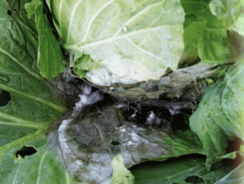 甘蓝菌核病加软腐病用什么药,甘蓝菌核病抗性