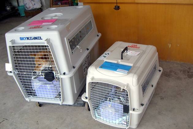 宠物托运都有什么要求,宠物怎么托运到外地最安全