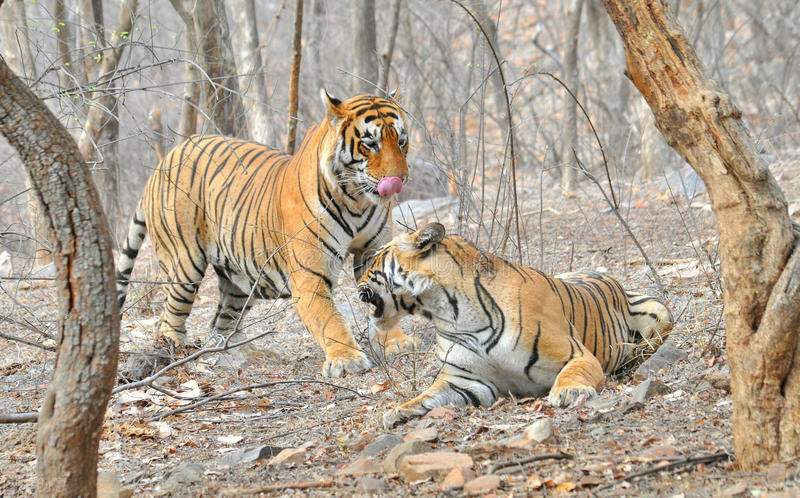 很多动物只在发情期交配,却很少听说得性病,两者有关吗?