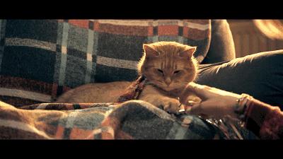 这部温情的撸猫片，让我哭得溃不成军，这是全世界猫*党**的胜利