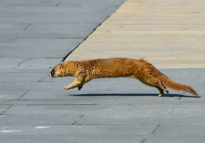 家里跑进来黄鼠狼怎么办,家里有黄鼠狼它自己会走吗