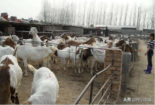 返乡创业养殖黑山羊经历,适合农村创业养殖的6个项目