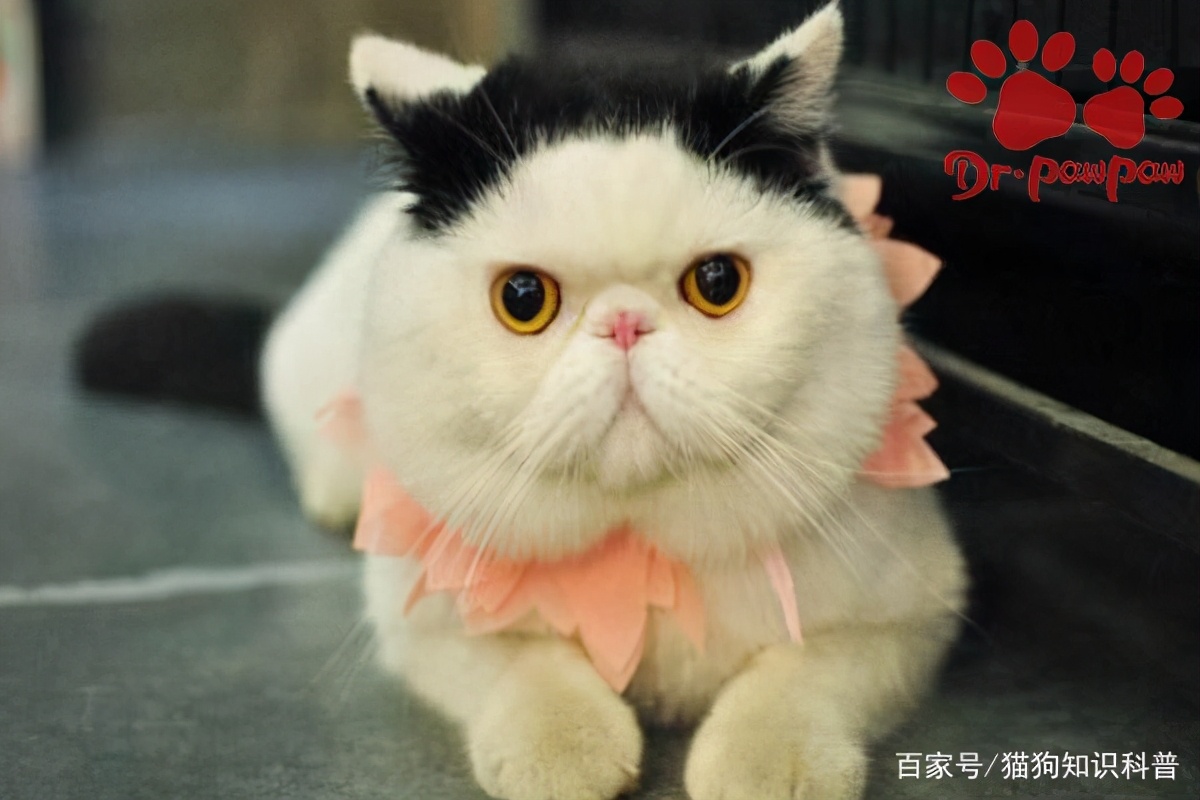 小奶猫鼻塞怎么办,小奶猫鼻腔堵了怎么办