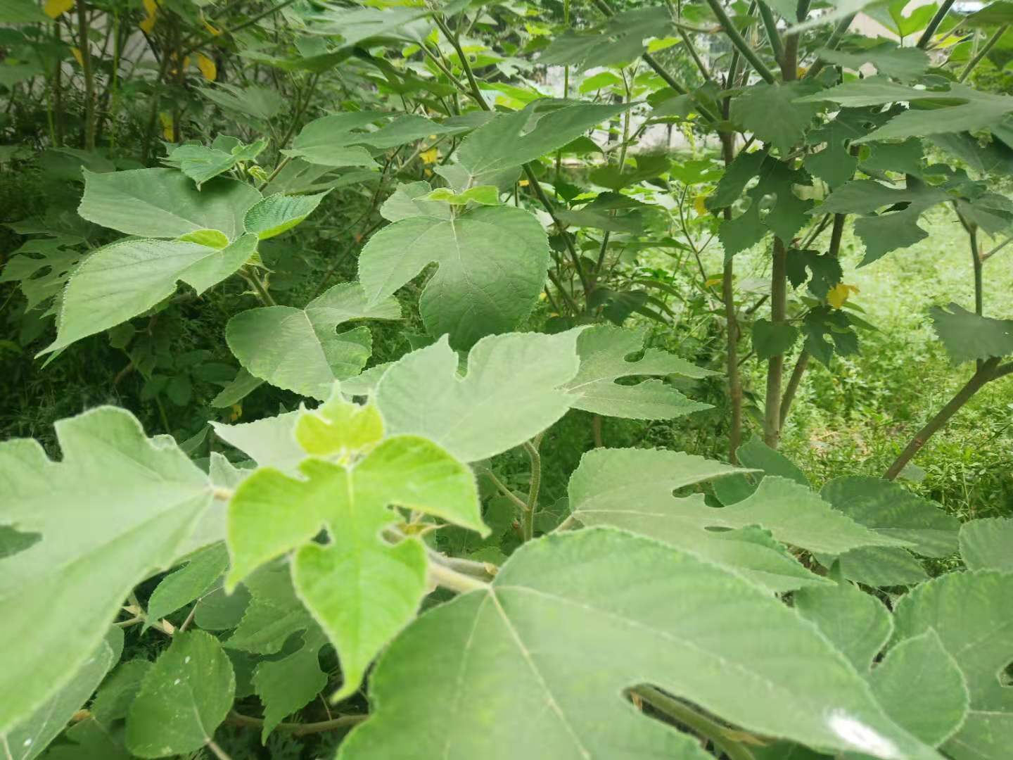 构树如何彻底去除不伤土,农村构树怎么消灭