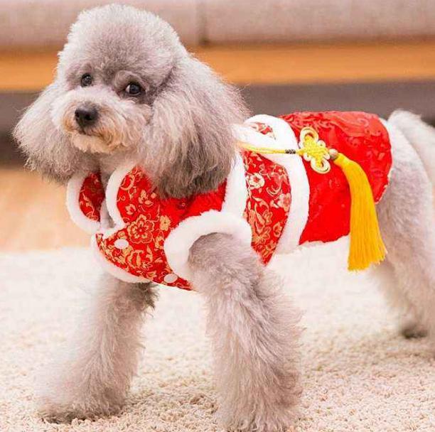 泰迪和比熊犬哪个更好养,泰迪犬和比熊犬哪个好养