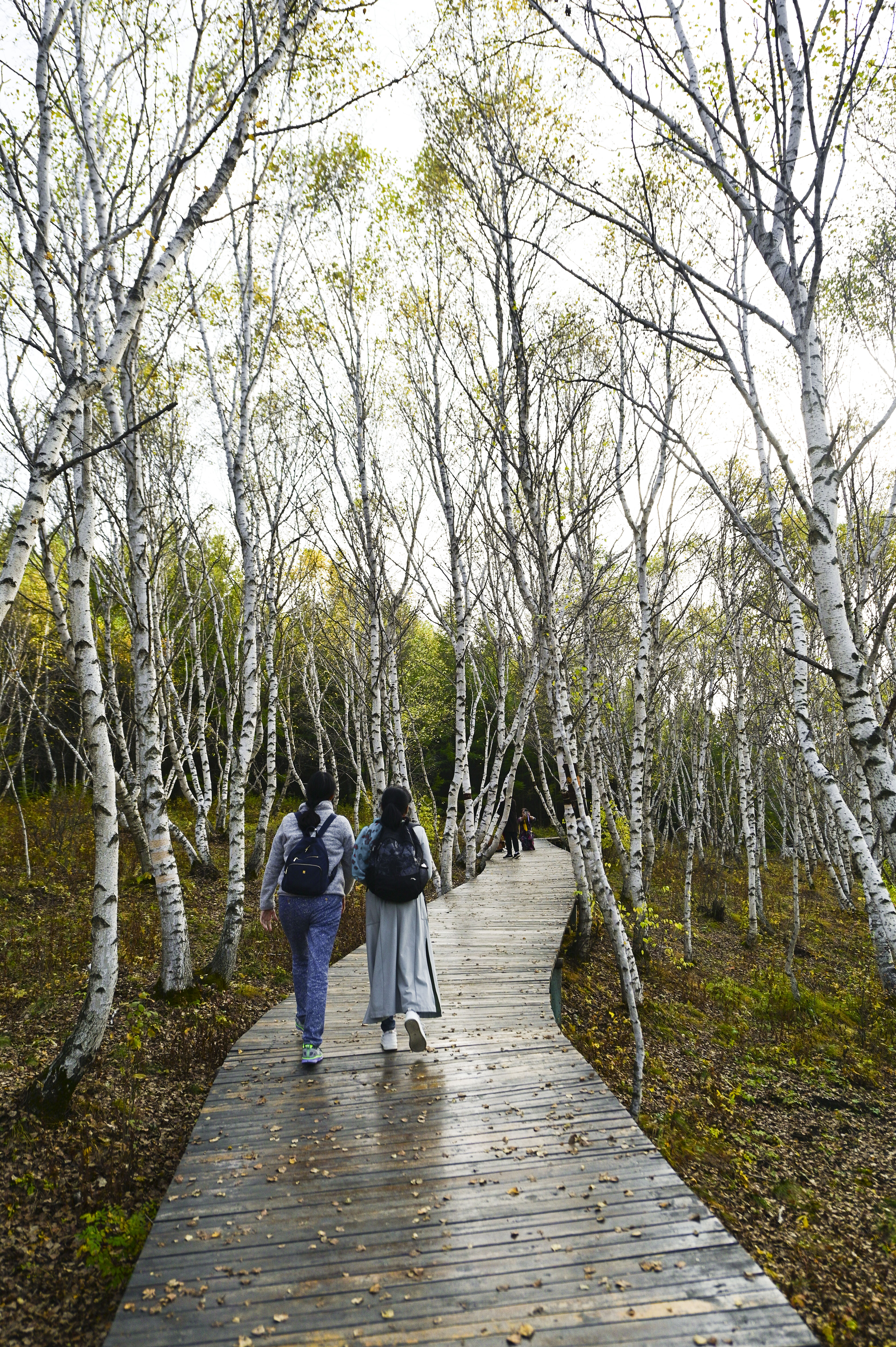 丰宁神仙谷七彩森林景区地图,丰宁坝上七彩森林游玩攻略