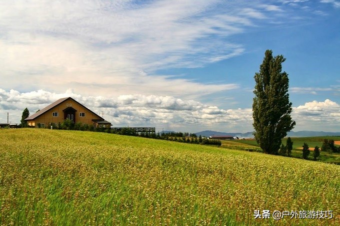 富良野一日游经典路线,日本北海道富良花海