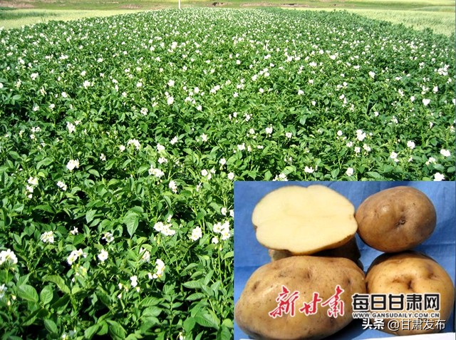 王一航：与农民一起扶犁37年马铃薯育种世界称王