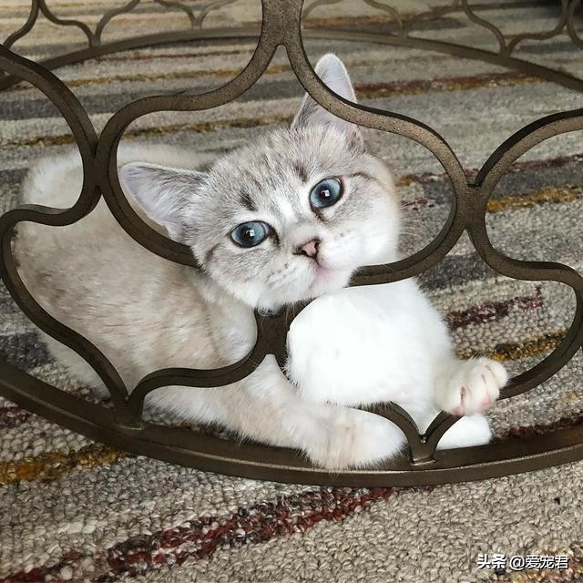 铲屎的时候猫就过来了,铲屎的时候猫咪会冲过来