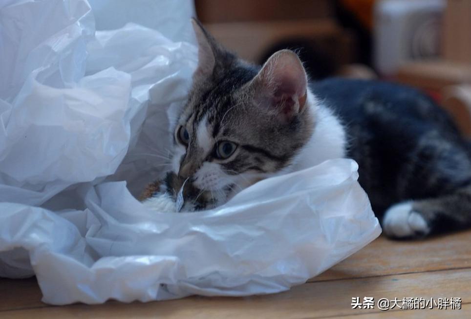 猫咪喜欢玩袋子该如何救,猫咪喜欢玩纸箱跟塑料袋