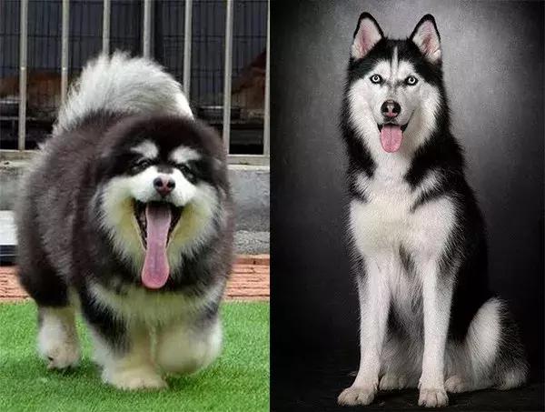 宠物猪被坑了,宠物猪养不大被坑