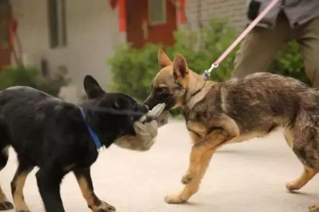 犬猫在什么情况下才会传染狂犬病,狂犬病是患病的猫才会传播的吗