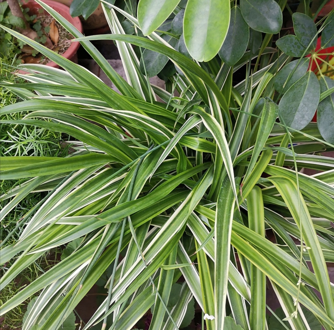 花盆里有蚂蚁用驱蚊花露水驱蚂蚁,花盆里蚂蚁怎么消灭最彻底