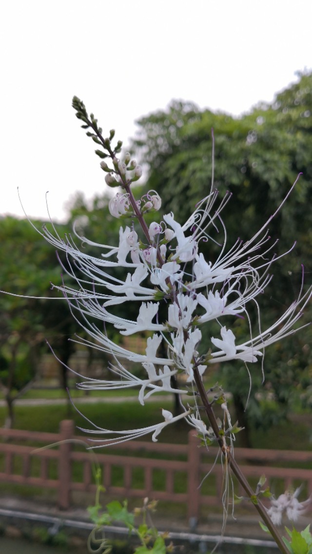 顺德逢简水乡有什么好玩的地方,顺德杏坛逢简水乡一日游攻略