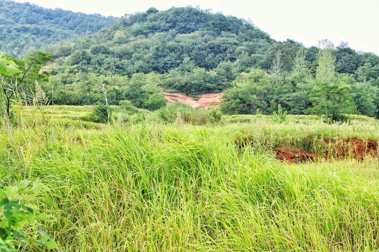 瀹夊窘鐨勫懠浼﹁礉灏斿ぇ鑽夊師,鍛间鸡璐濆皵澶ц崏鍘熻繙涓嶈繙