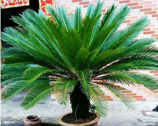 给铁树放硫酸亚铁,给铁树浇水注意事项