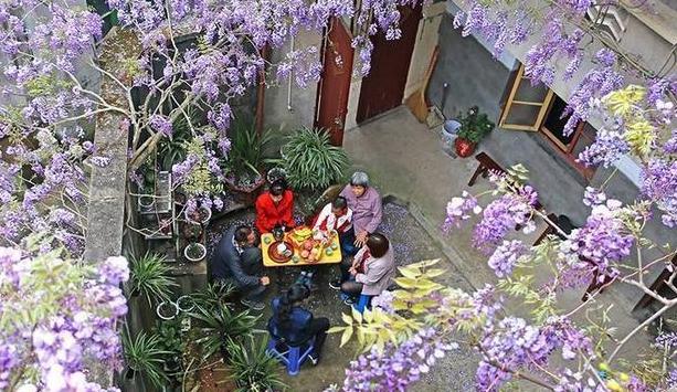 紫藤花怎样养成老桩,紫藤花种植方法和注意事项有哪些