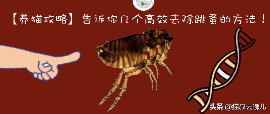 养猫的家庭如何除跳蚤,家里养猫除跳蚤最有效的方法