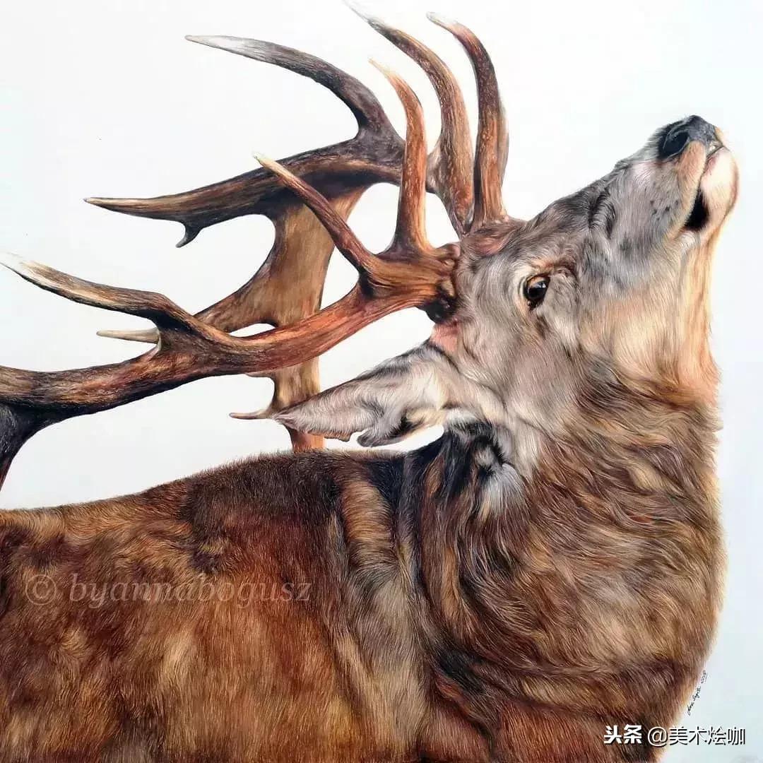 彩铅画教程超写实零基础入门,超写实彩铅画高清大图水果组合