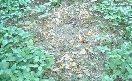 以防为主,综合防治,防好人参“五病一虫”,才能夺高产