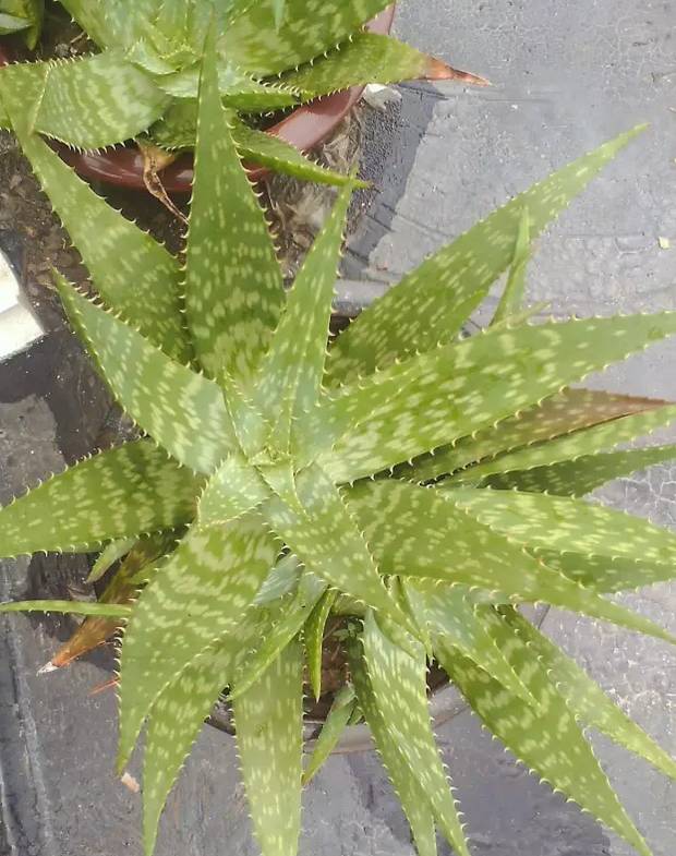 耐活好养的盆栽植物芦荟,芦荟全身都是宝