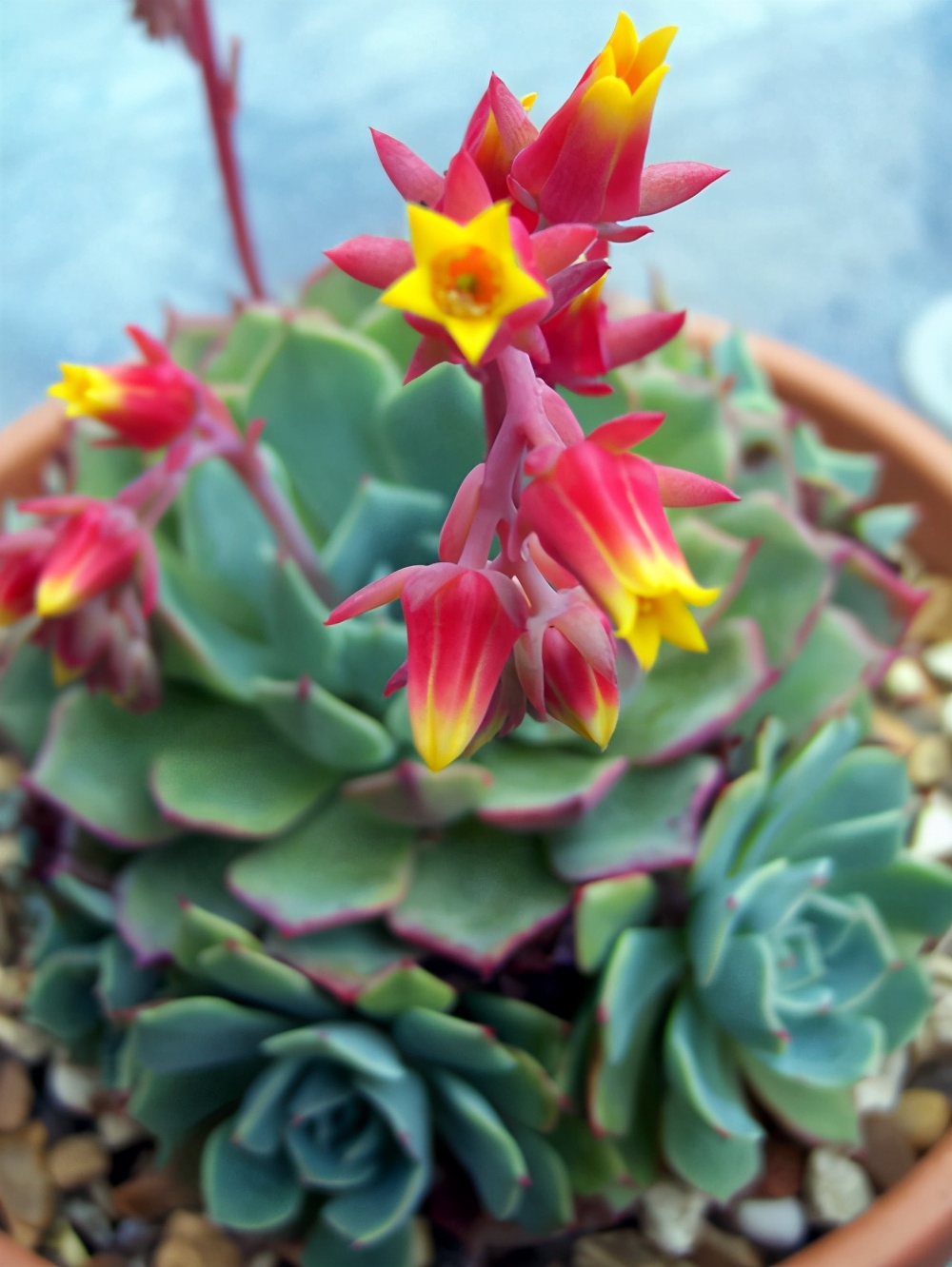 多肉开花一般在几月份几号开花,莲花座多肉开花对它生长有影响吗