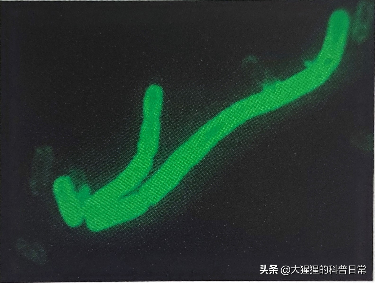 微生物原核生物,微生物照片原核生物