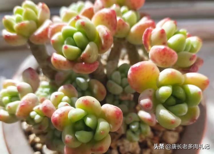 多肉可以淋雨吗冬天,多肉冬天可以淋雨吗