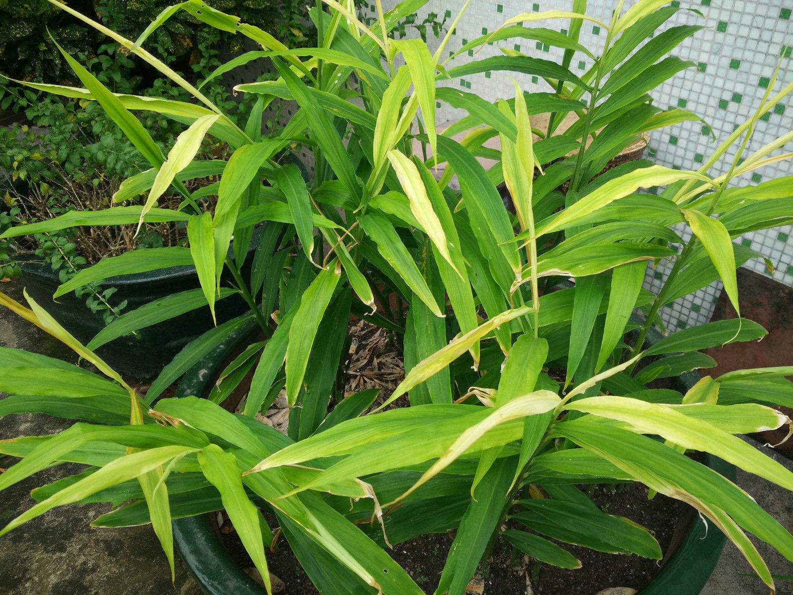 生姜发芽了种在土里多久可以长大,市场买的生姜直接埋土里会发芽吗