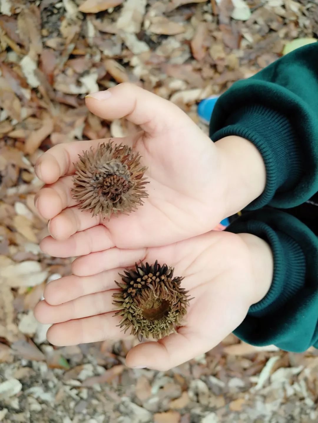姝︽眽鑻变鸡灏忓眿,姝︽眽鏈夊効绔ヨ鏂界殑鎴胯溅钀ュ湴