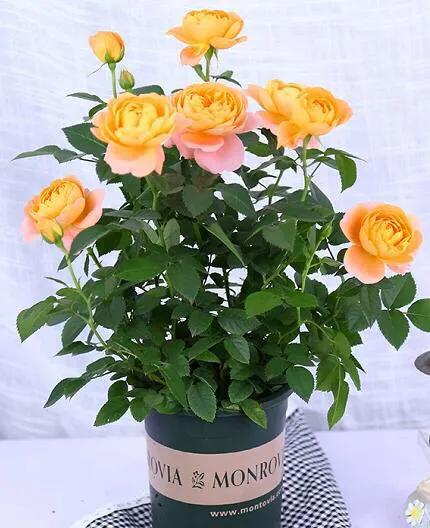 20种必买月季品种图片,网购月季有哪些品种好活