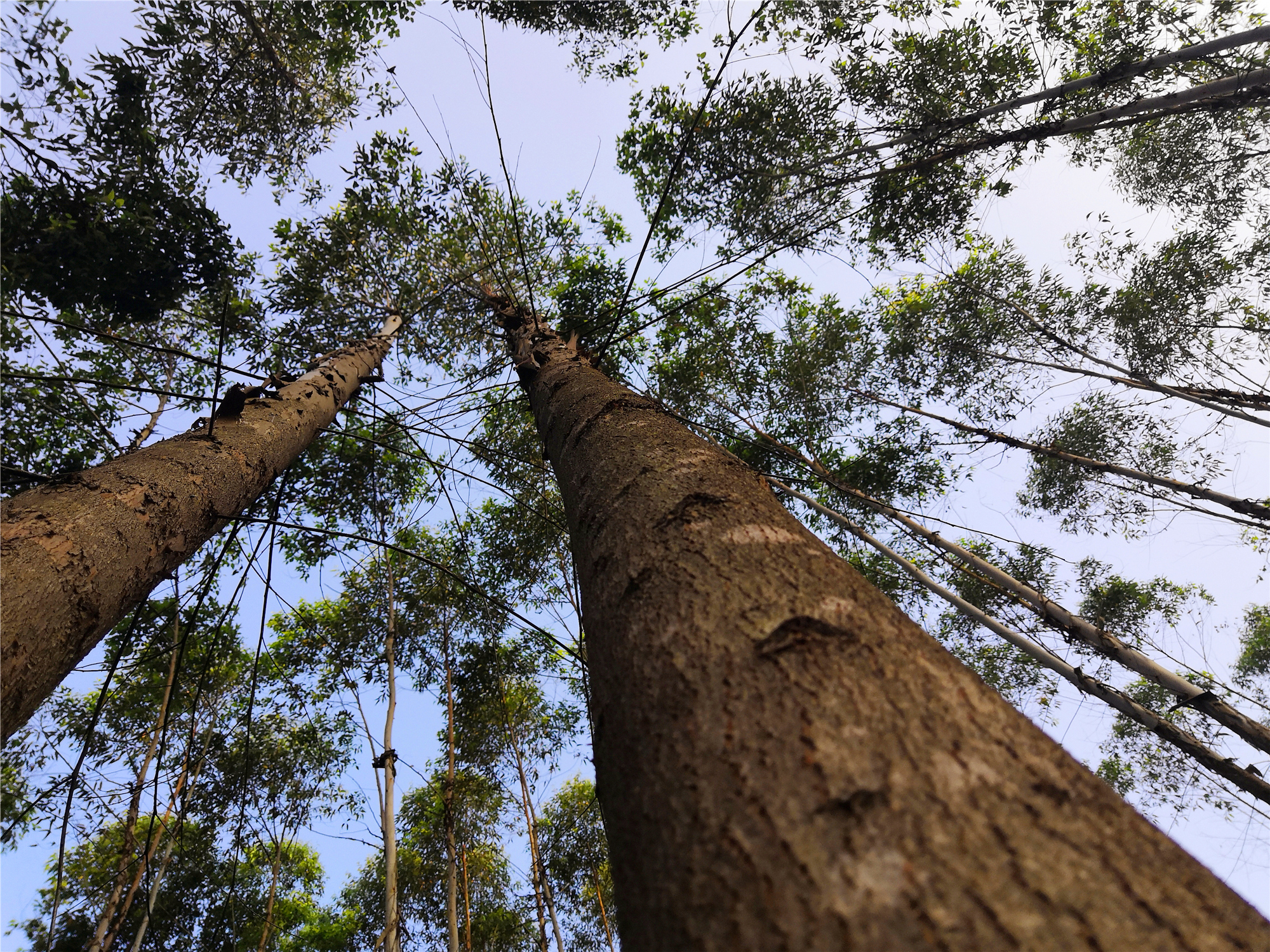 广西桉树之谜,广西摇钱树桉树