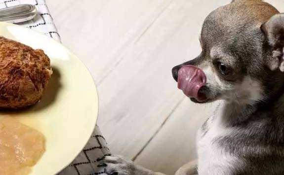 狗狗吃护肝宝起什么作用,狗狗调养肝脏的食物和水果有哪些