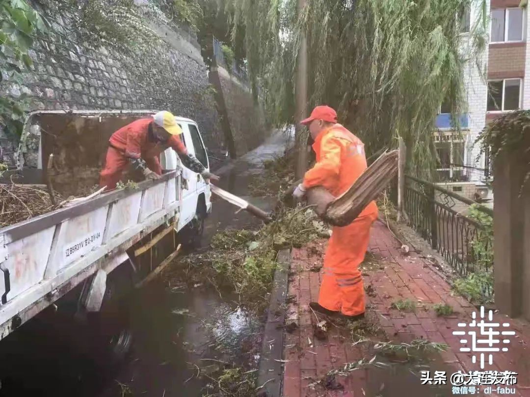 中心城区已清理305株倒伏树木，今夜大连仍风骤雨急！