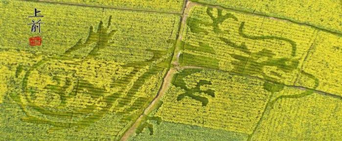 黄山踏青油菜花图片,黄山油菜花景观进入最佳观赏期