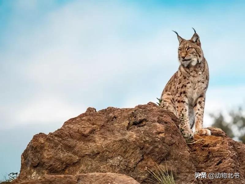 中国36个省份代表的动物,20种有代表性的动物