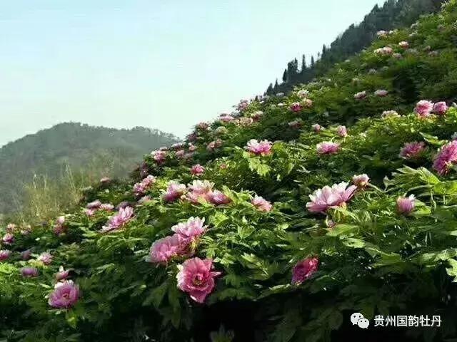 牡丹园赏牡丹花,中国牡丹园牡丹花