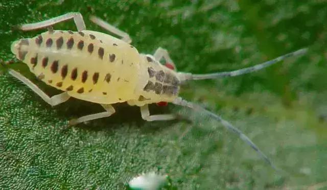 防治蔬菜地下害虫的无公害农药,蔬菜害虫种类及防治ppt