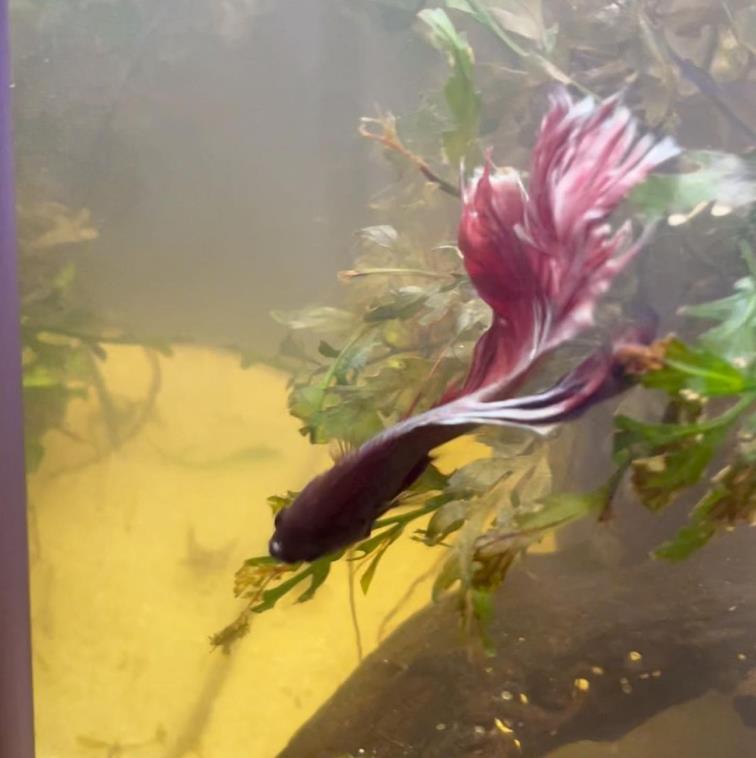 外国女子救下崩溃男子,外国女生救斗鱼