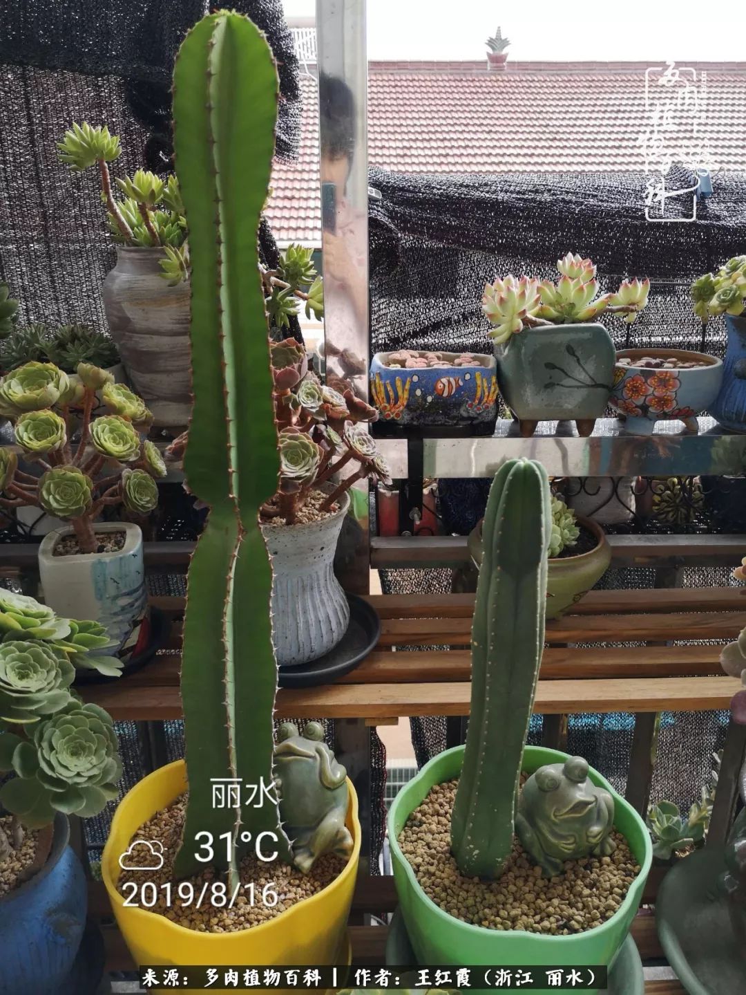 仙人球春天露养条件,仙人球露养条件