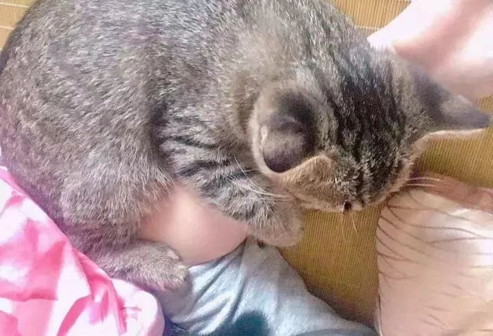 一个人养猫有什么烦恼,一个人生活养只狗靠谱吗