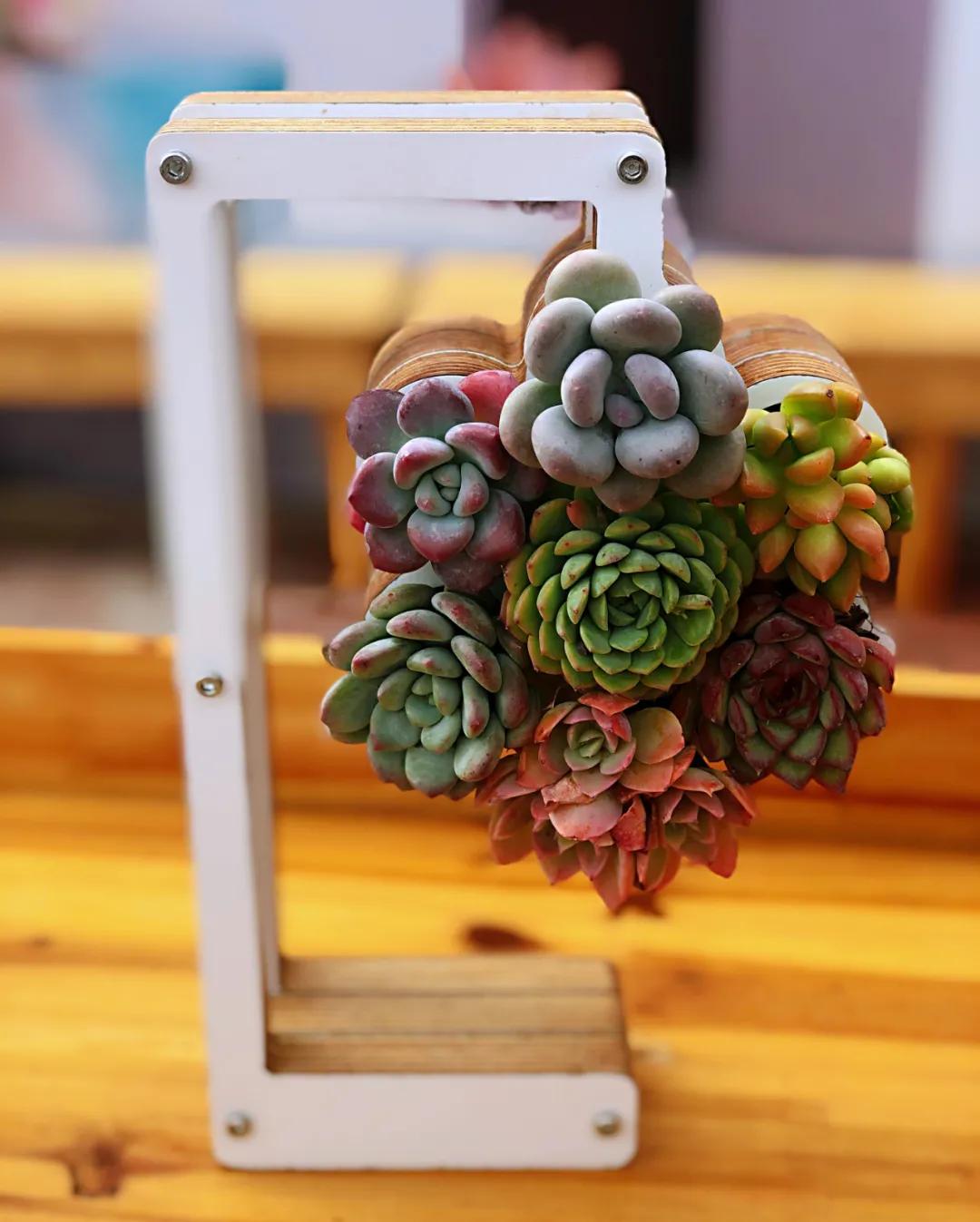 这个年销量上亿株多肉的县城，举办了首届多肉电商节