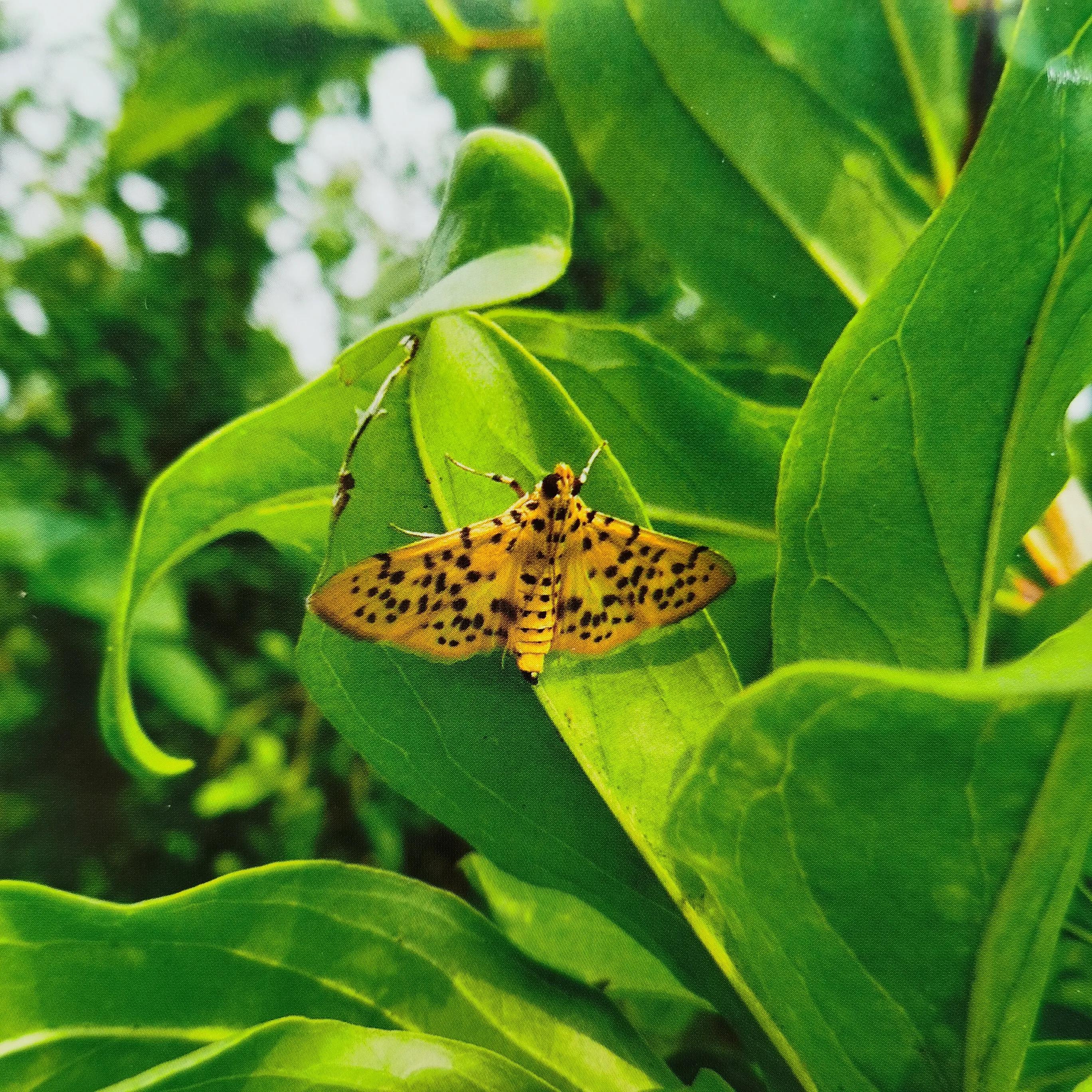 食心虫如何防治呢?有两种方法一种是化学防控,一种是物理防控
