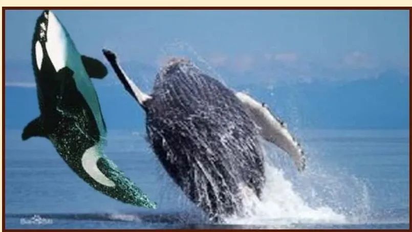 座头鲸上勾拳虎鲸,nga虎鲸vs座头鲸