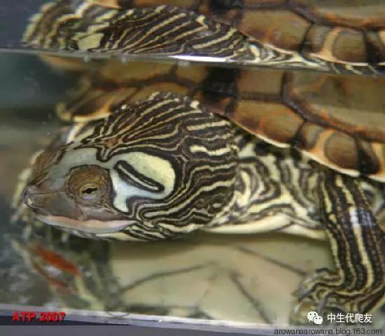 地图龟成体样子,地图龟种类及图解